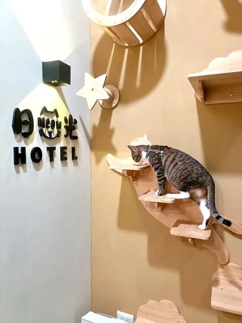 日光寵物精品旅館🐾貓旅🐾純貓住宿🐾到府服務