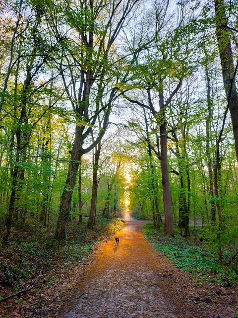 Forêt domaniale de Fausses-Reposes