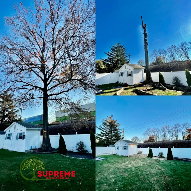 Supreme Tree Solutions