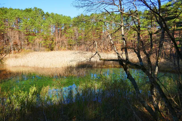 Midoronuma Pond（Goshikinuma Ponds）