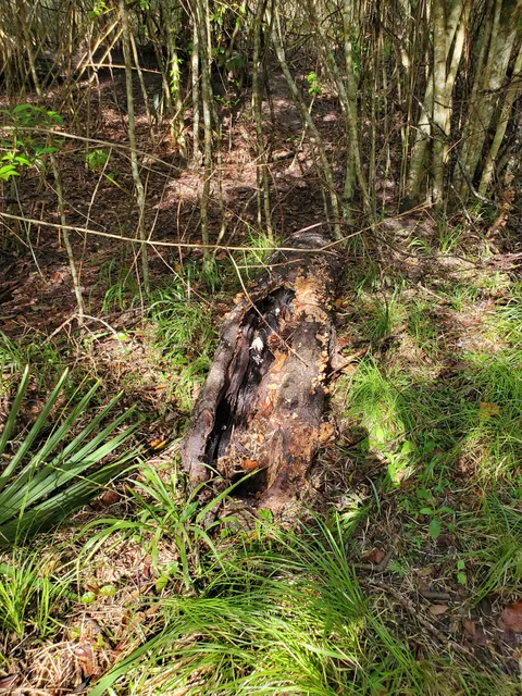 University of Houston-Clear Lake nature trail