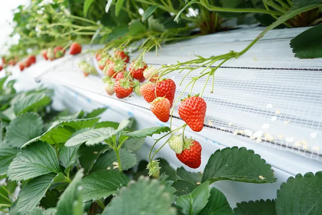 Senbiki Strawberry Gardens