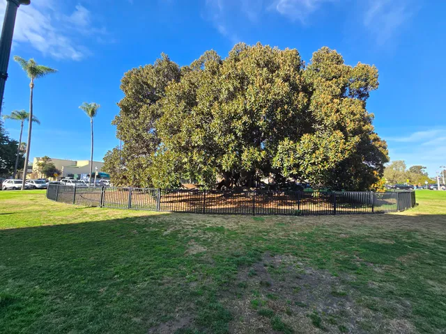 Moreton Bay Fig Lawn