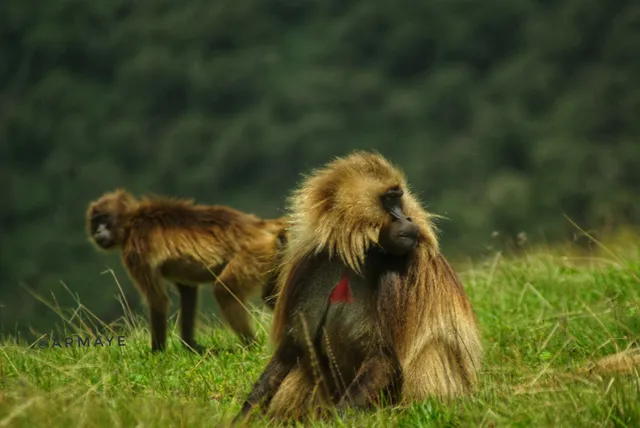 Armaye Ethiopia Tours