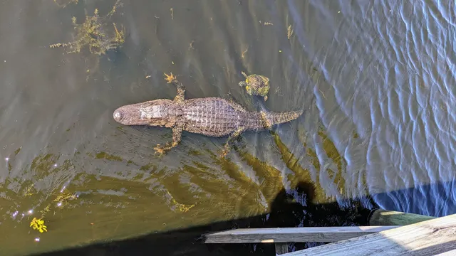 Alligator Kapok Park