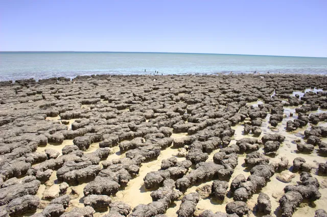 Hamelin Pool Marine Nature Reserve