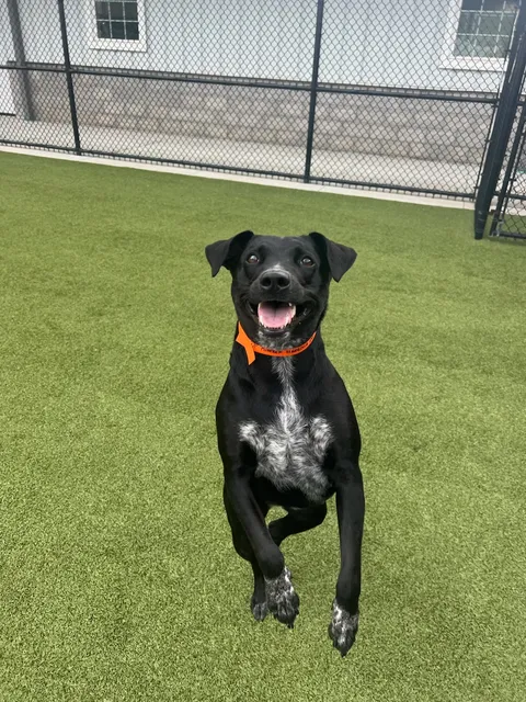 The Pawms Pet Resort - Tuscaloosa