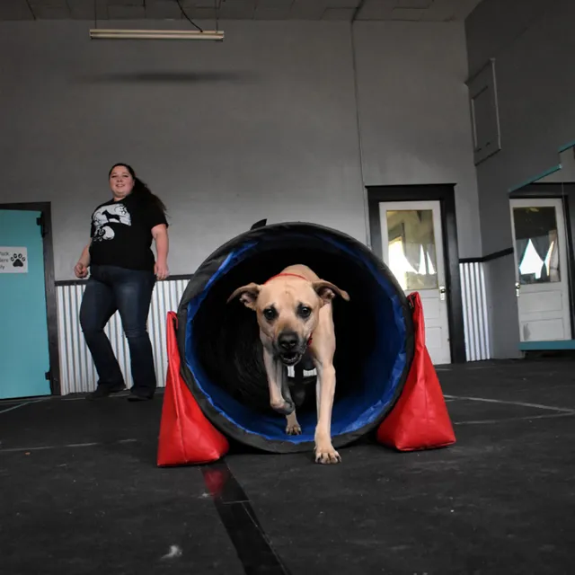 Pawsitive K9 Solutions - Colorado