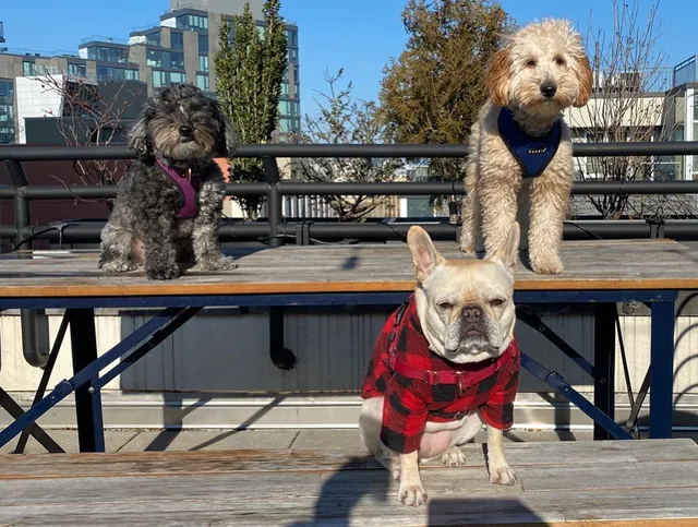 Secret Life of a Pet Sitter