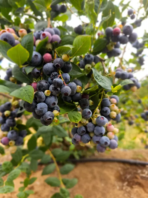 LoCA Blueberry Farm
