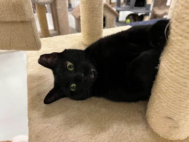 Adopt A Cat Foundation