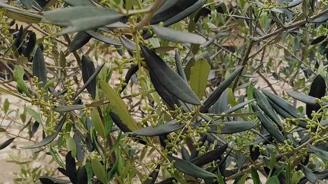 Camping Oro Verde Verona Agri & Camp