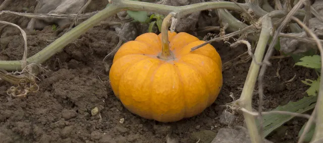 Ferme de la Croix Saint Claude