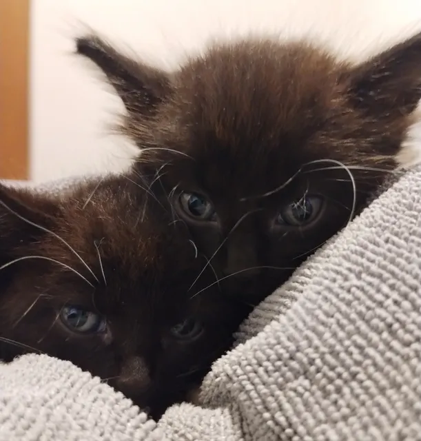 Ferndale Cat Shelter