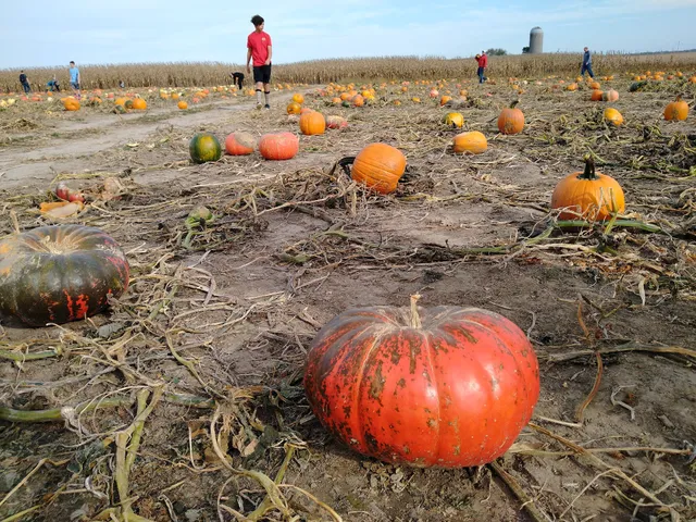 Schaake's Pumpkin Patch