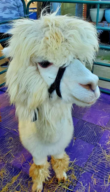 Inukshuk Alpaca Menagerie & Country Shoppe