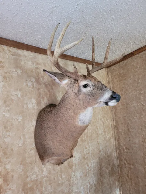 Pure Luck Taxidermy