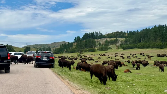 Custer State Park Wildlife Loop Road
