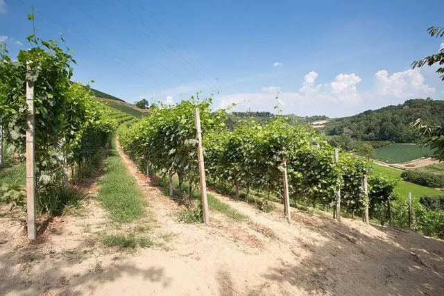 Azienda Agricola Mario Costa