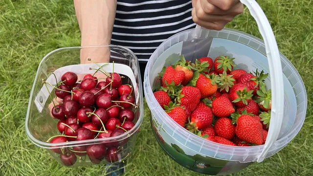 Copas Farms PYO The Fruit Fields Pumpkin Picking