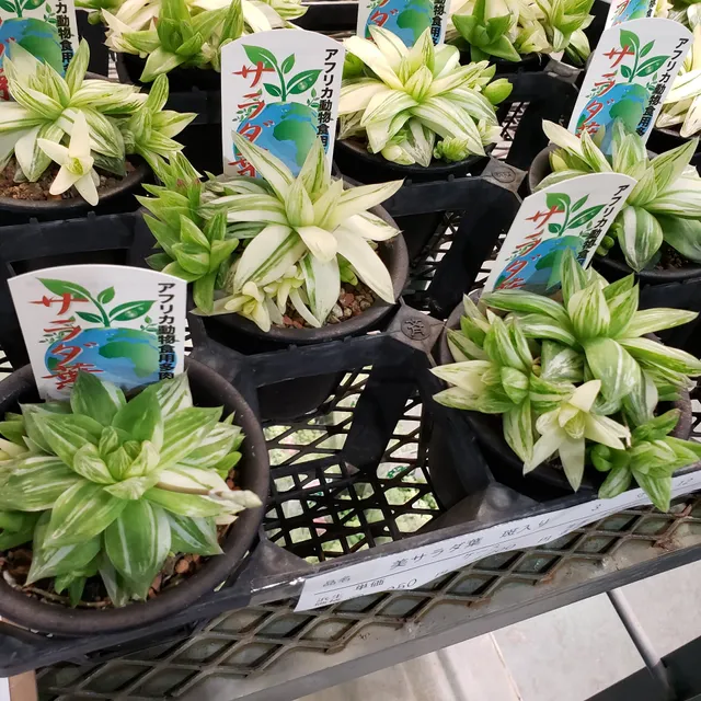 浜松生花地方卸売市場