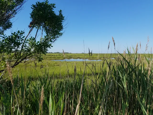 Manahawkin Wildlife Management Area
