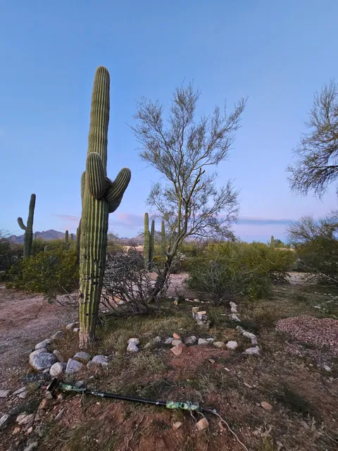 Tree trimming and removals - yard clean up | Centurion Landscaping