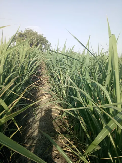 Hotel Vishal Bar And Restaurant