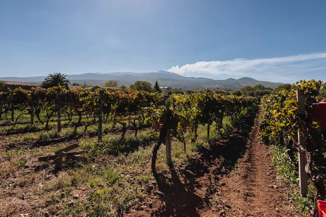 Girolamo Russo - cantina vitivinicola