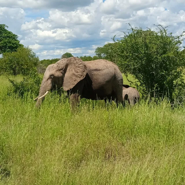Ruaha National Park