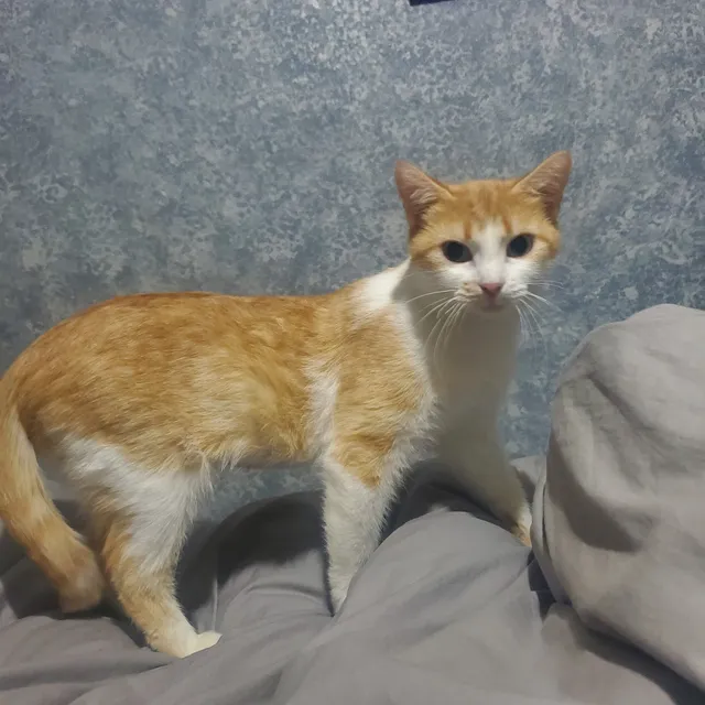 Sapulpa Animal Shelter