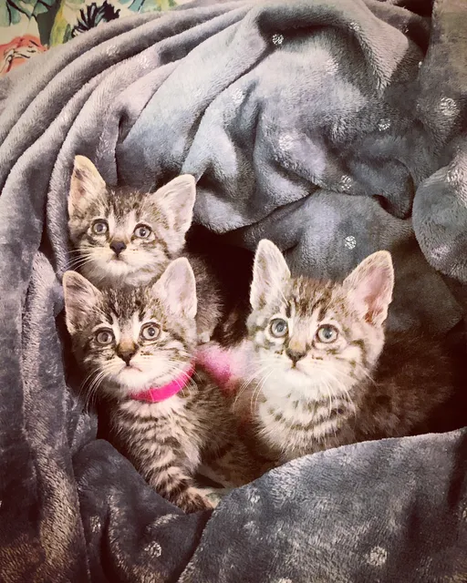 Love Your Feral Felines