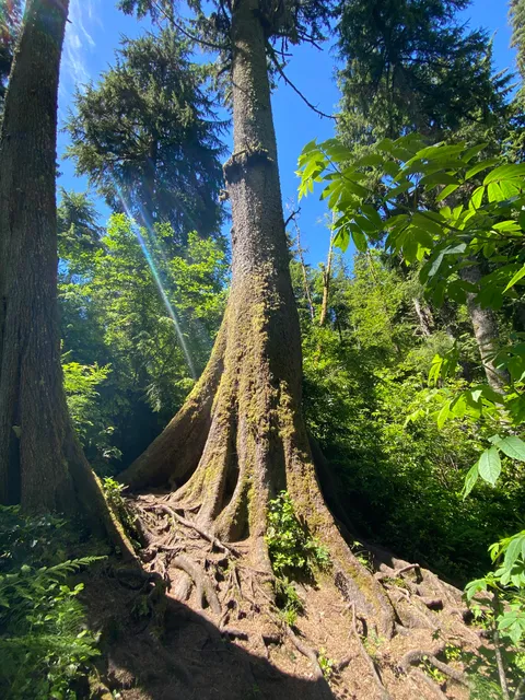 Cathedral Tree Trail