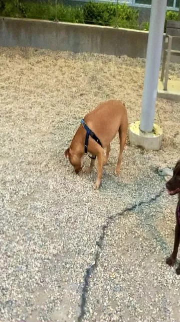 Dog Park Of Gantry Plaza State Park