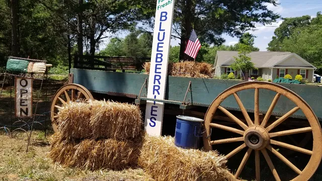 De'Farm on Blueberry Hill