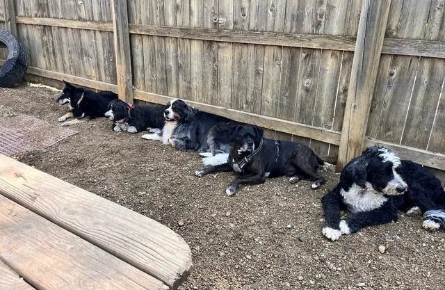 Yuppie Puppie Playcare and Grooming