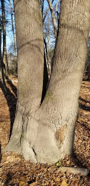 US Forest Service - Ouachita National Forest