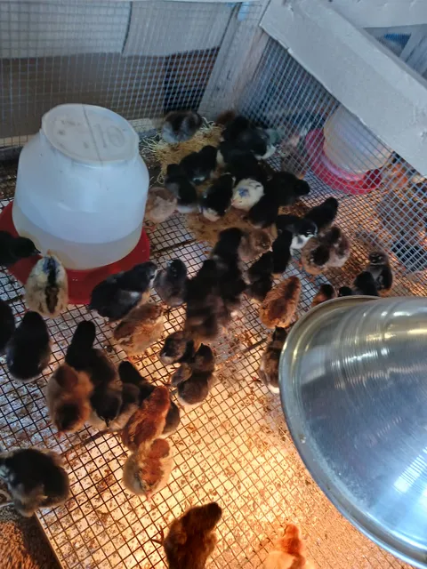 Fairburn Feed & Seed