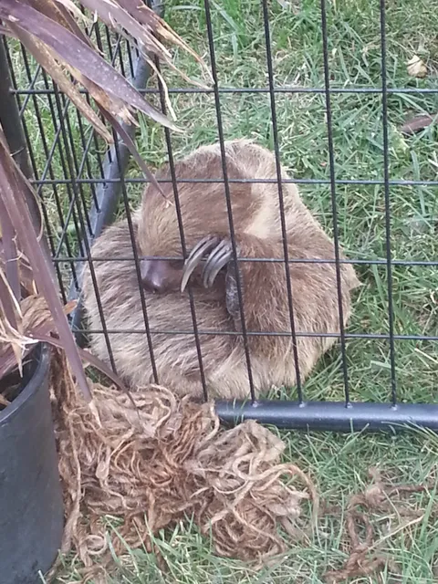 Siskiyou Golden Fair