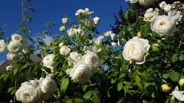 Ferienwohnung Annettes Rosengarten