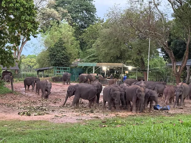 Elephant Feeding Area