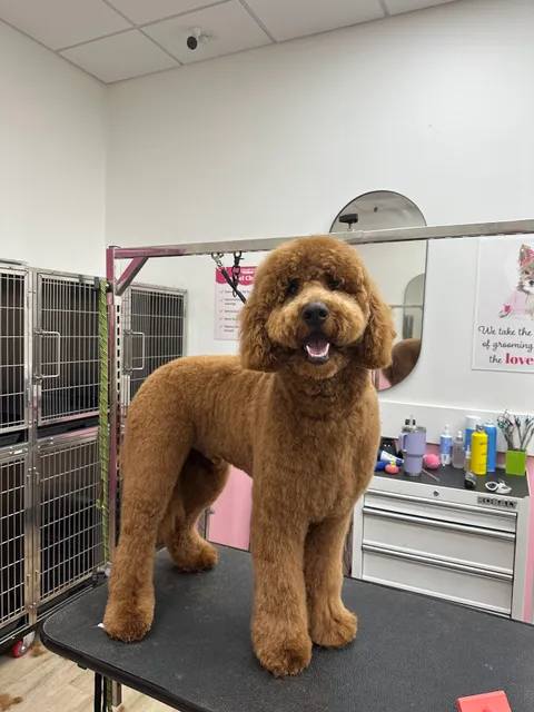 Woof Gang Bakery & Grooming South Chandler