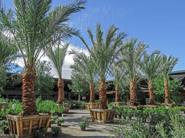 Moon Valley Nurseries