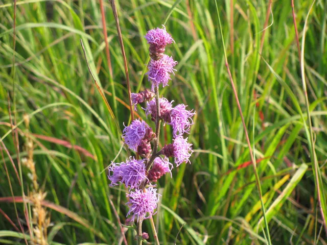 Lake Bronson State Park