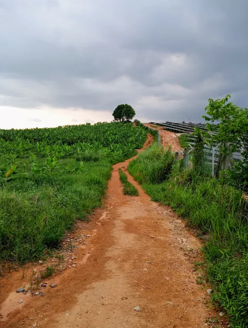 Big Tree Seri Alam Jungle Park