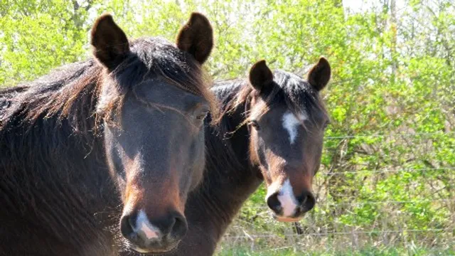 The Mustang Acres Farm