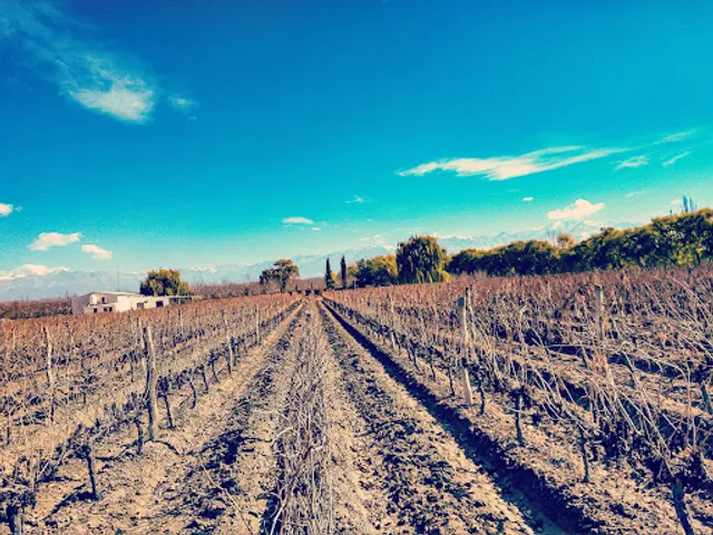 Michelini i Mufatto Cantina