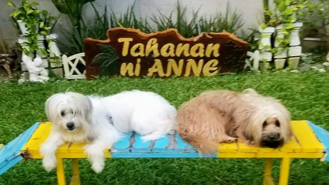 Tahanan ni Anne Pet Park