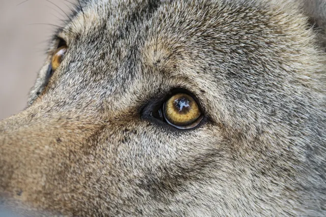 Garden Route Wolf Sanctuary