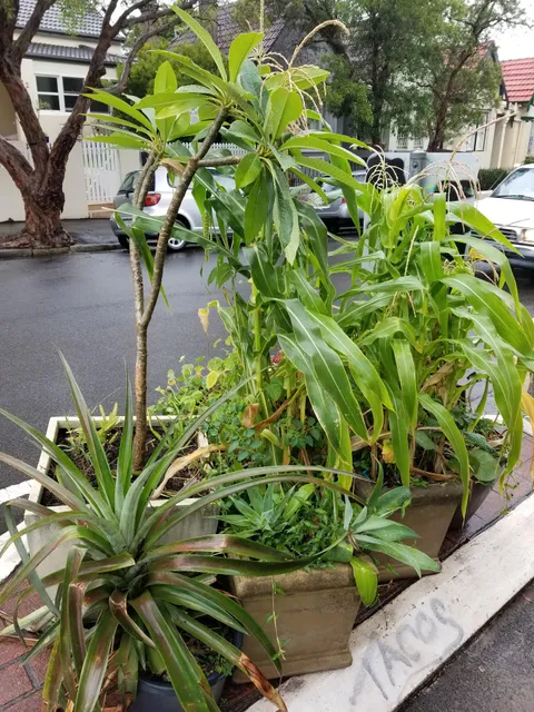 London Street Botanical Gardens